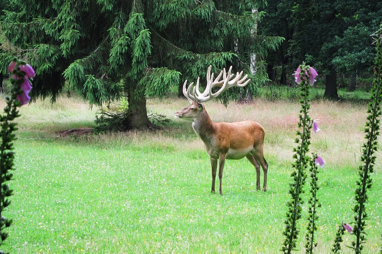 A red deer with large, branched antlers that are still pale and not yet rubbed clean stands in a grassy field with foxgloves and conifers on the Veluwe.