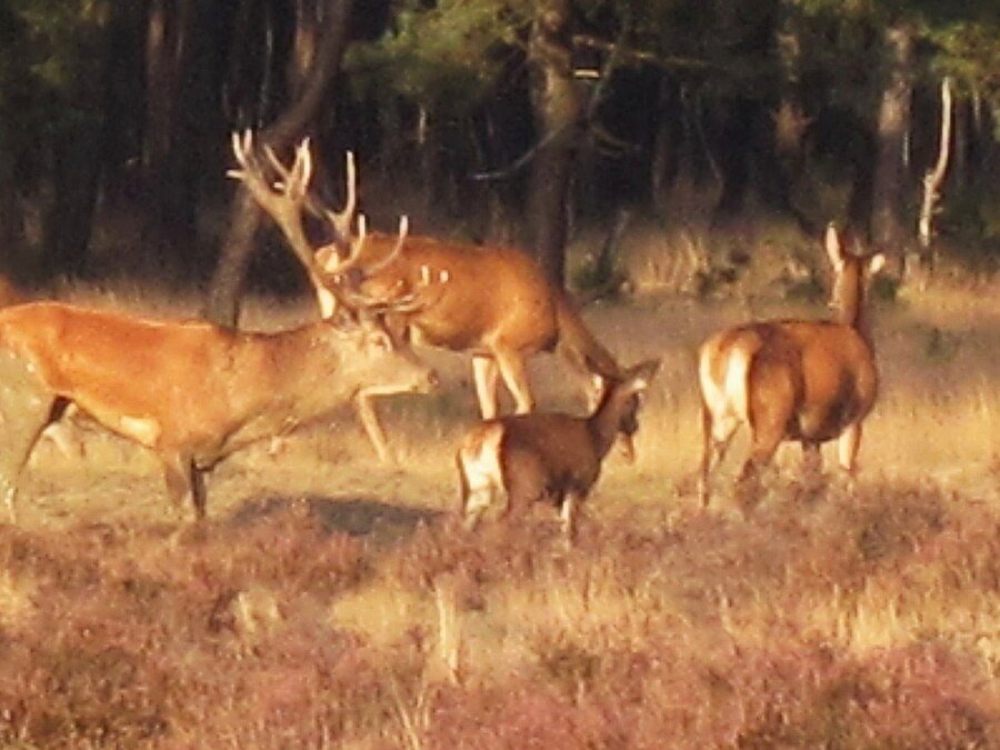 On a heath with purple heather, two red deer with large, branched antlers stand head to head, surrounded by a few hinds, with pine forest in the background.