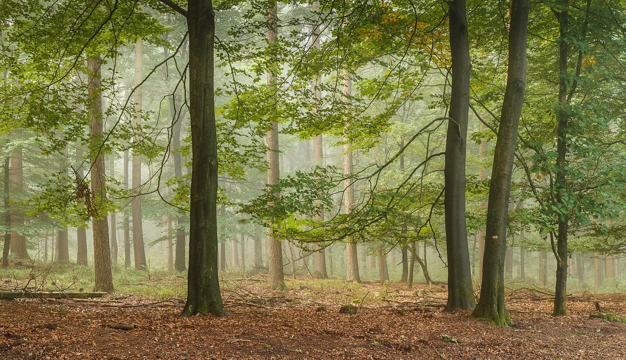 Mist between tall beeches and pines in a forest at Planken Wambuis, with a floor covered in fallen leaves.