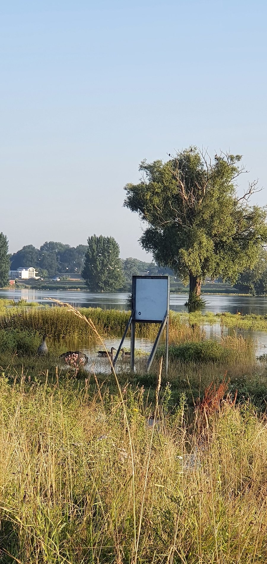 Photo au format portrait d’une plaine inondable submergée, avec de hautes herbes au premier plan, un panneau sur des poteaux dans l’eau, quelques oies et un arbre les pieds dans l’eau, sous un ciel bleu limpide.