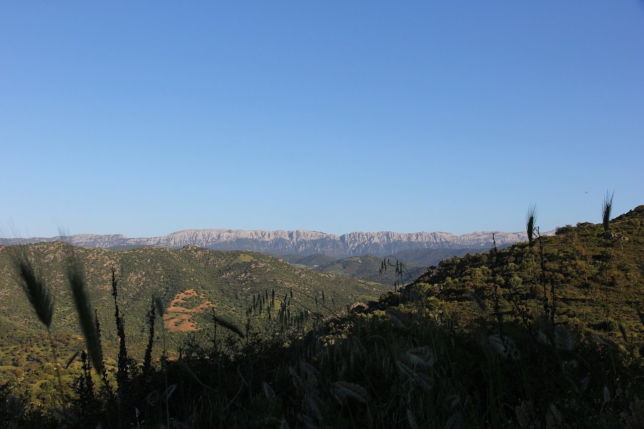 Unter einem strahlend blauen Himmel liegt am Horizont eine lange, hellgraue felsige Bergkette; im Vordergrund grüne, mit Sträuchern bewachsene Hügel und dunkle Grashalme.