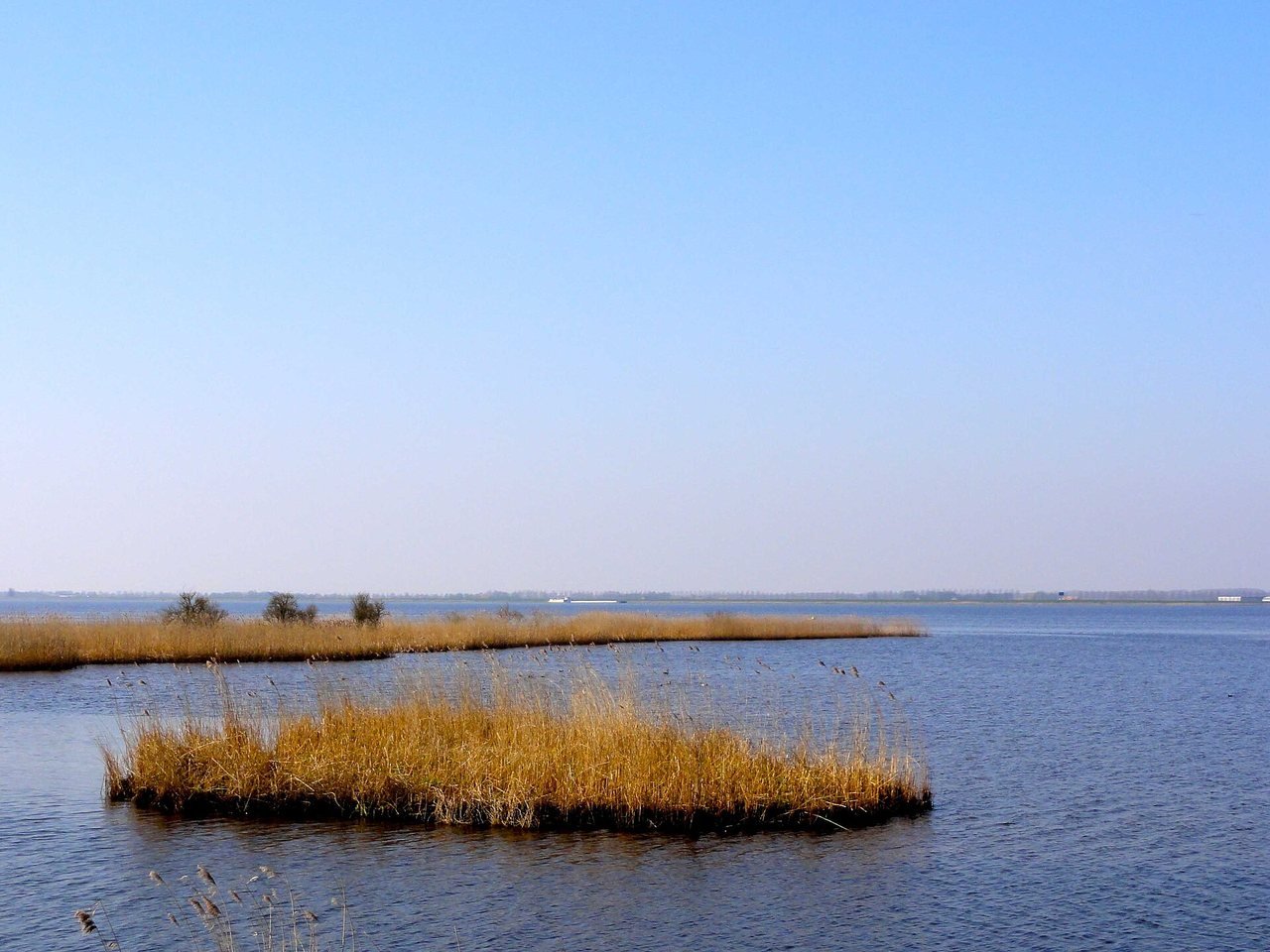 A calm blue lake with two small islands of golden bulrushes in the foreground, a low horizon with a thin strip of land and a large, pale, cloudless sky.