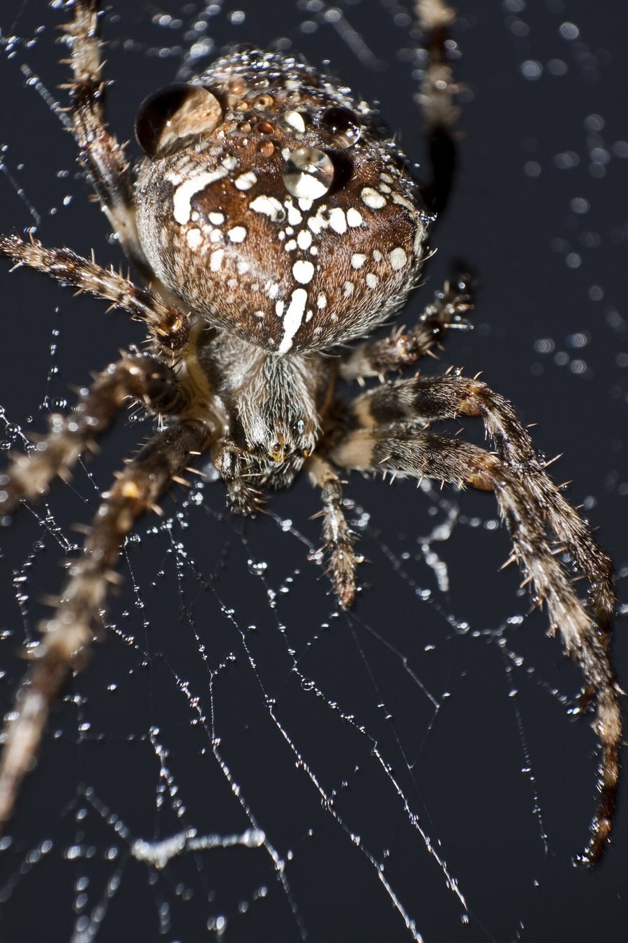 Nahaufnahme einer braunen Spinne mit weißen Flecken auf dem Hinterleib, mitten in einem Netz voller kleiner Wassertropfen, vor dunklem Hintergrund.