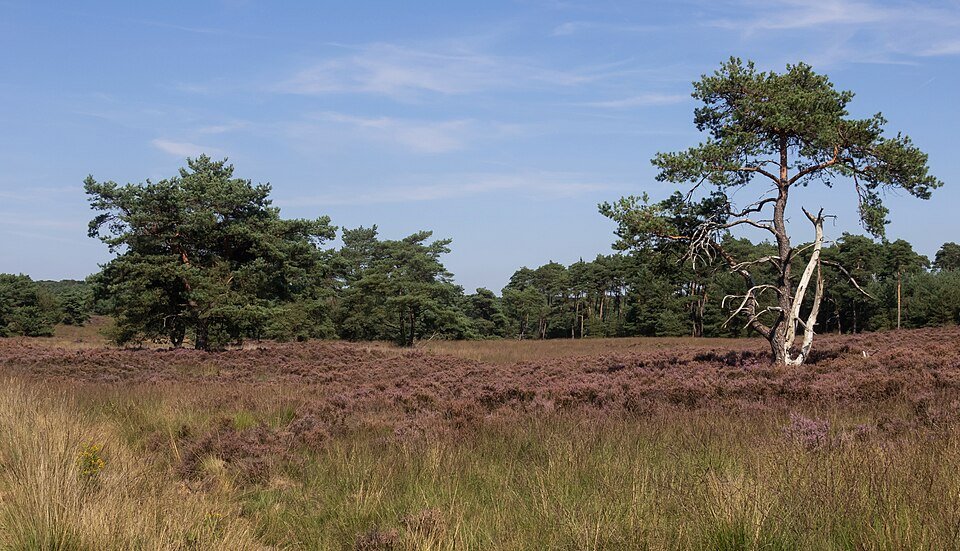Heide en dennen op de Veluwe