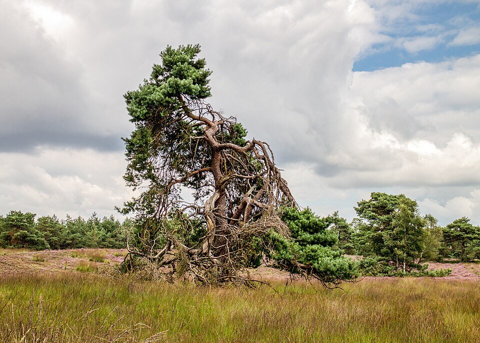 Dennenboom op de Tongerense Heide