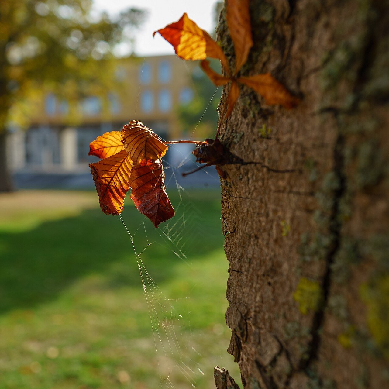 Oranje herfstbladeren bij een boomstam