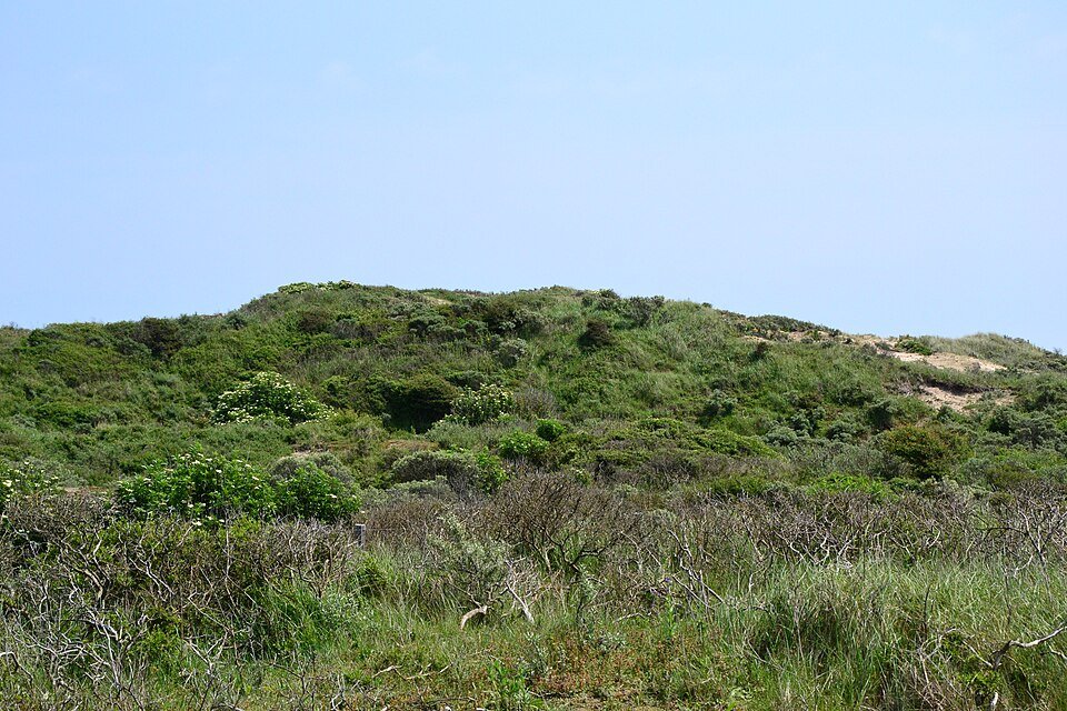 Begroeid duin in de Amsterdamse Waterleidingduinen