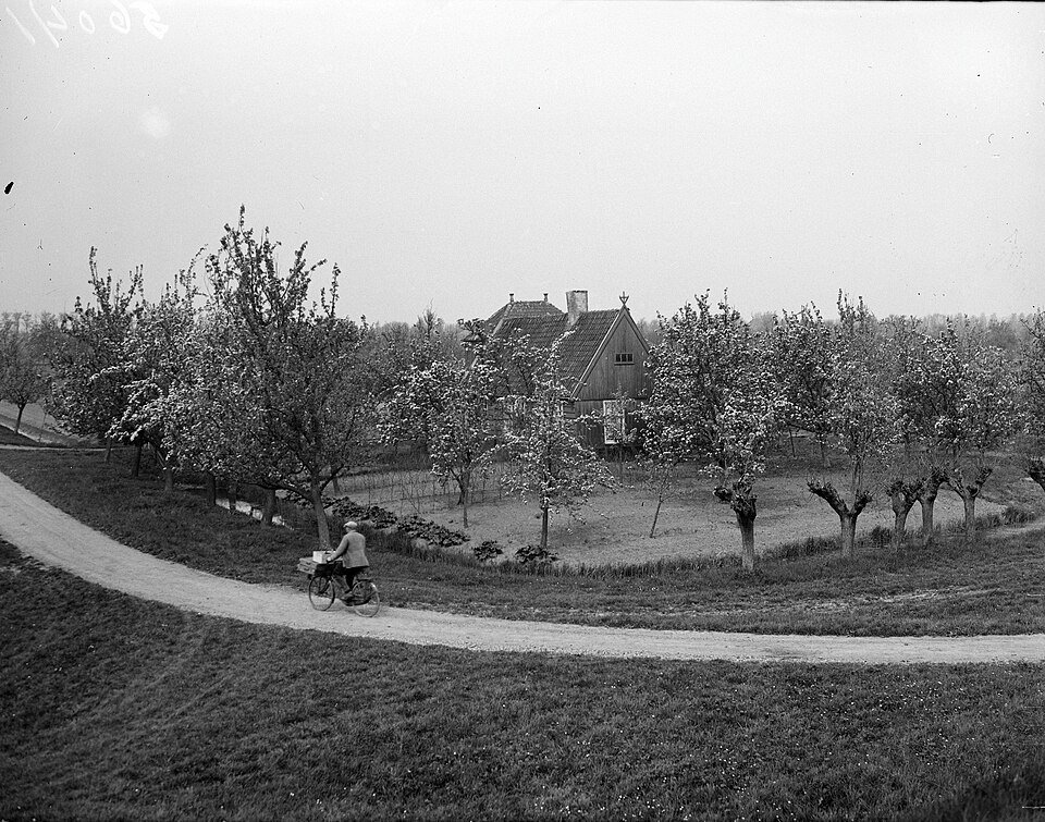 Historische foto van bloeiende fruitbomen en een boerderij in de Beemster