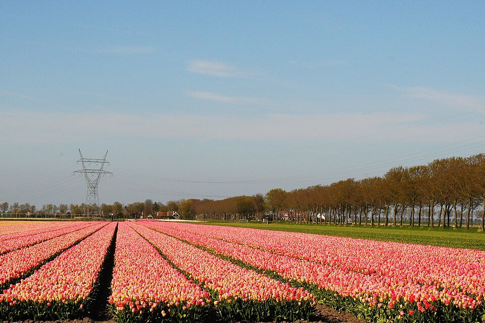 Rechte stroken bloeiende bollen in de Beemster