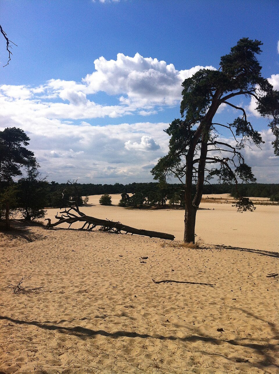 Open stuifzand met bomen in de Loonse en Drunense Duinen