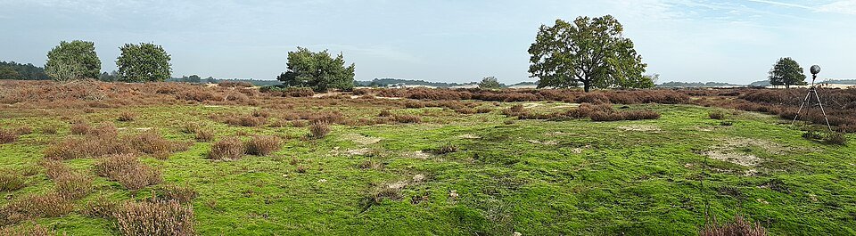 Heide en open grond in de Loonse en Drunense Duinen