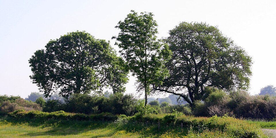 Heggen en bomen in het Maasheggenlandschap