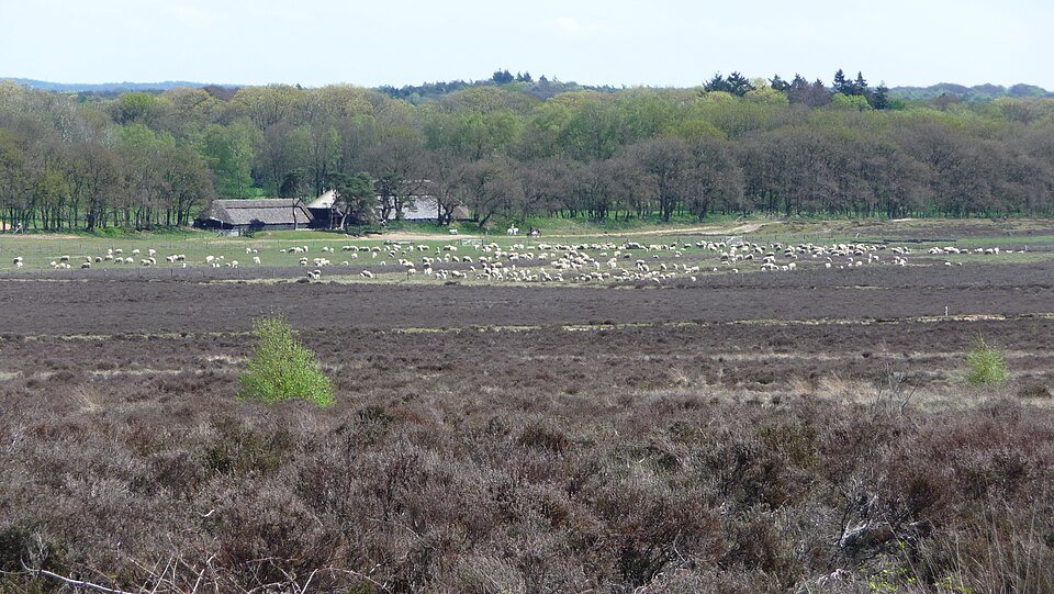Schaapskudde op de Ginkelse Heide