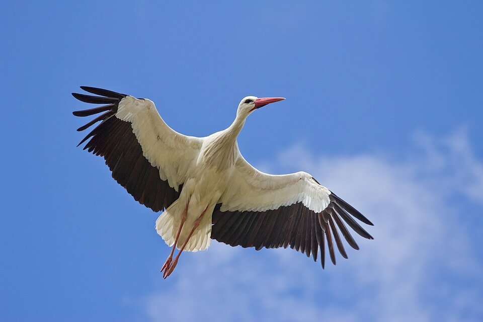 Een ooievaar in vlucht, ter illustratie van vogeltrek