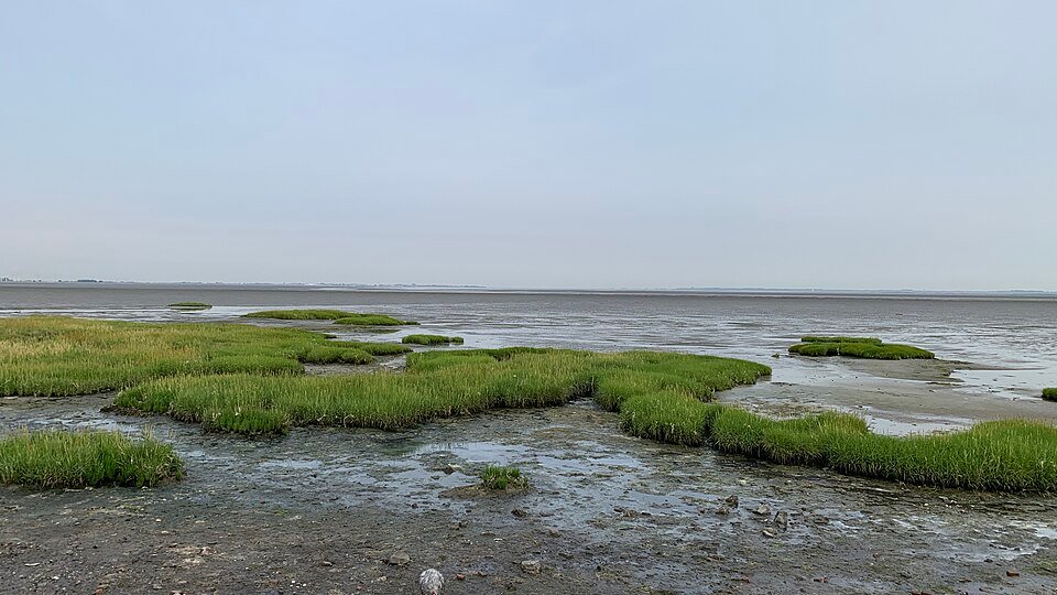 Slik en schor aan de Oosterschelde bij Zuid-Beveland