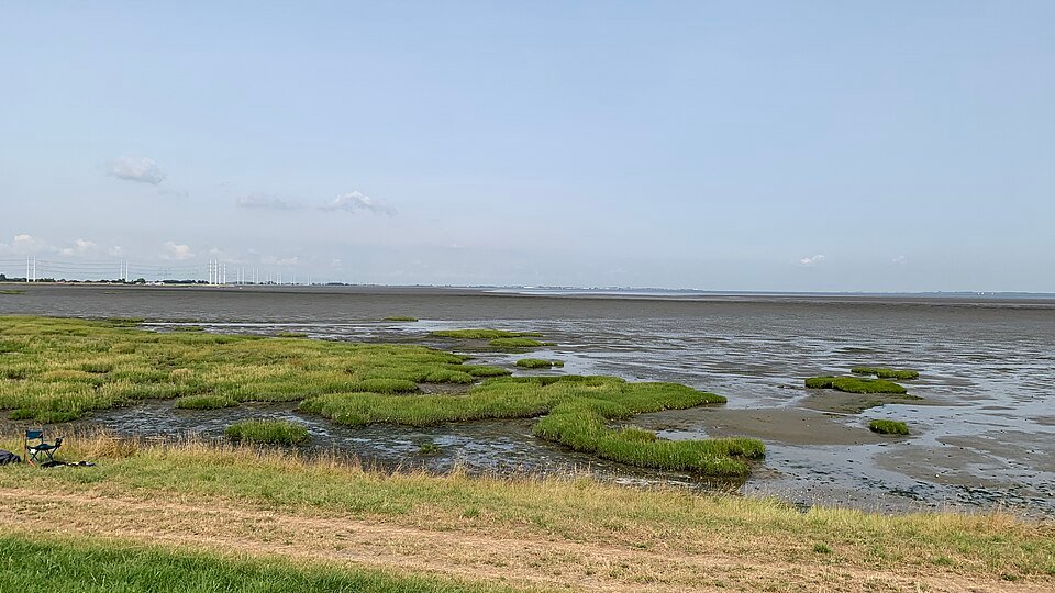 Overgang van begroeid schor naar droogvallend slik
