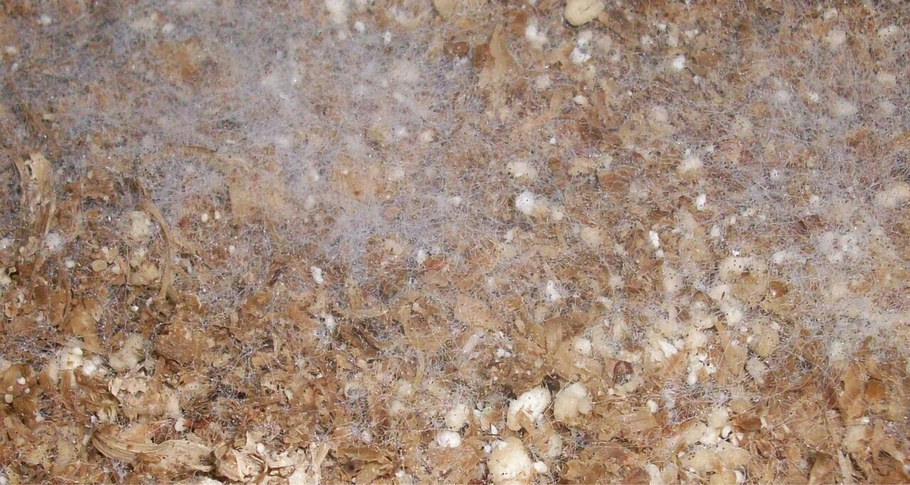 Fungal threads in a culture on wood chips and perlite. Photo: Rickproser, CC BY-SA 3.0.