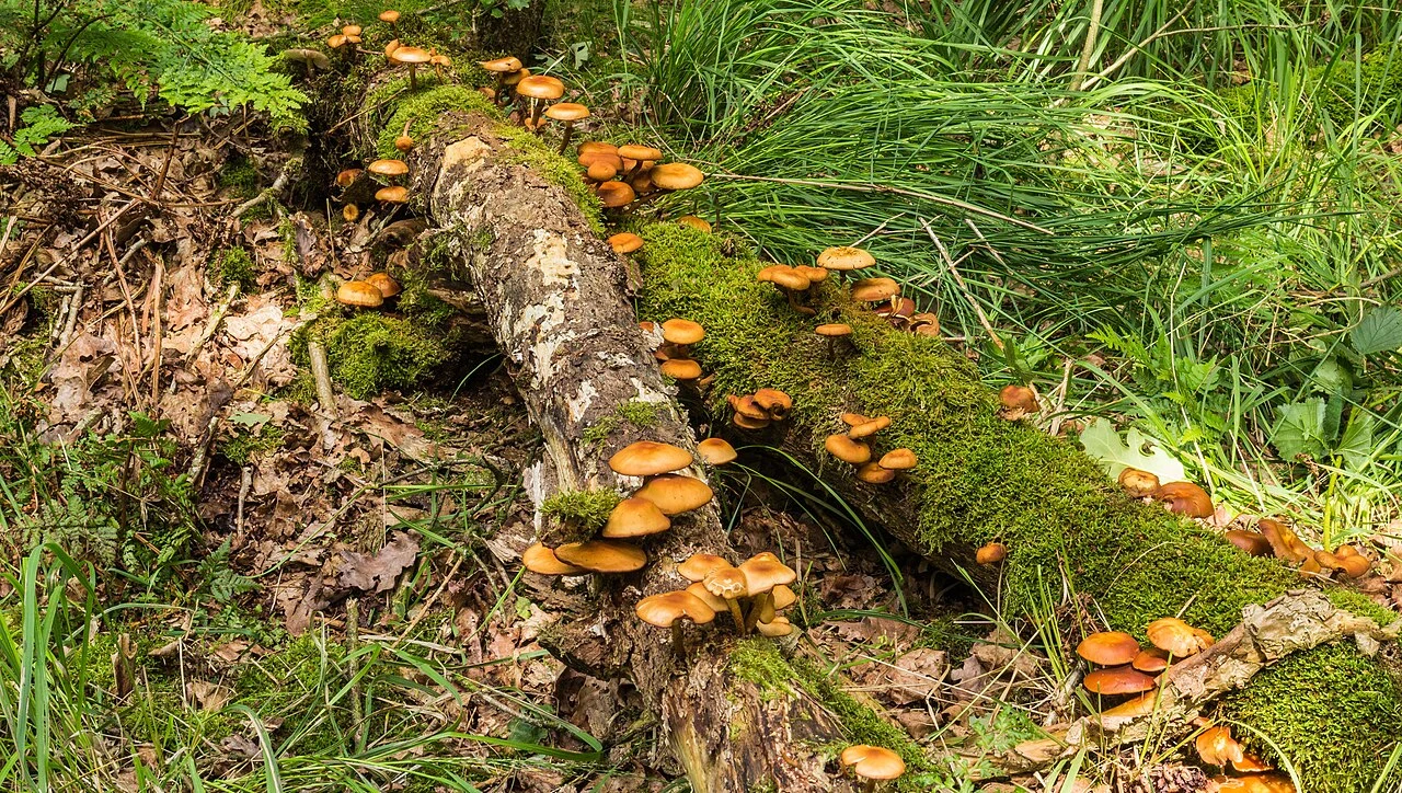 Mushrooms on dead wood in the Stuttebosch, Friesland. Photo: Dominicus Johannes Bergsma, CC BY-SA 4.0.