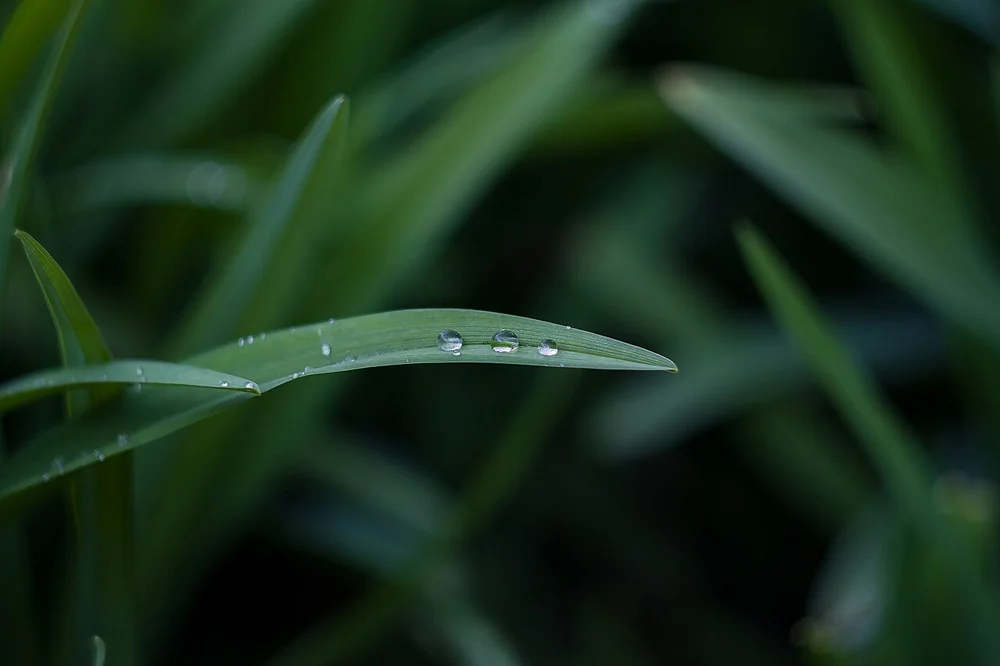 Afzonderlijke dauwdruppels op een grasspriet