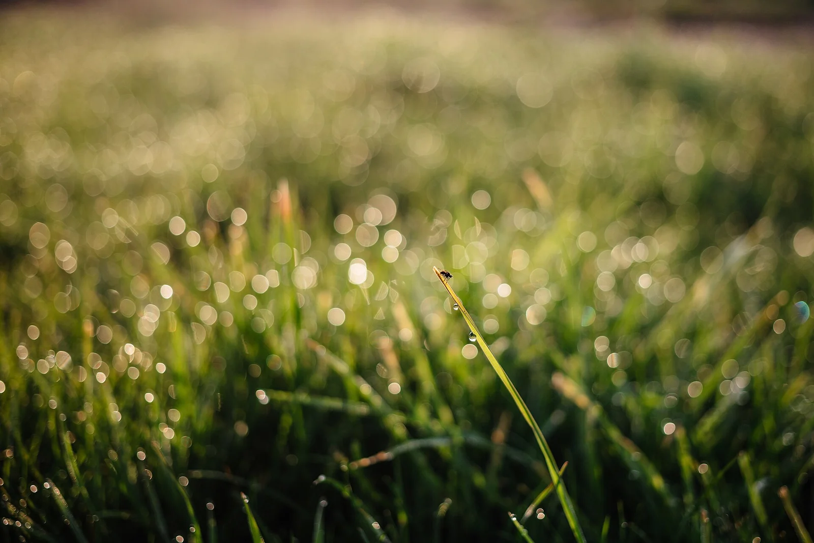 Gras met dauwdruppels in het ochtendlicht