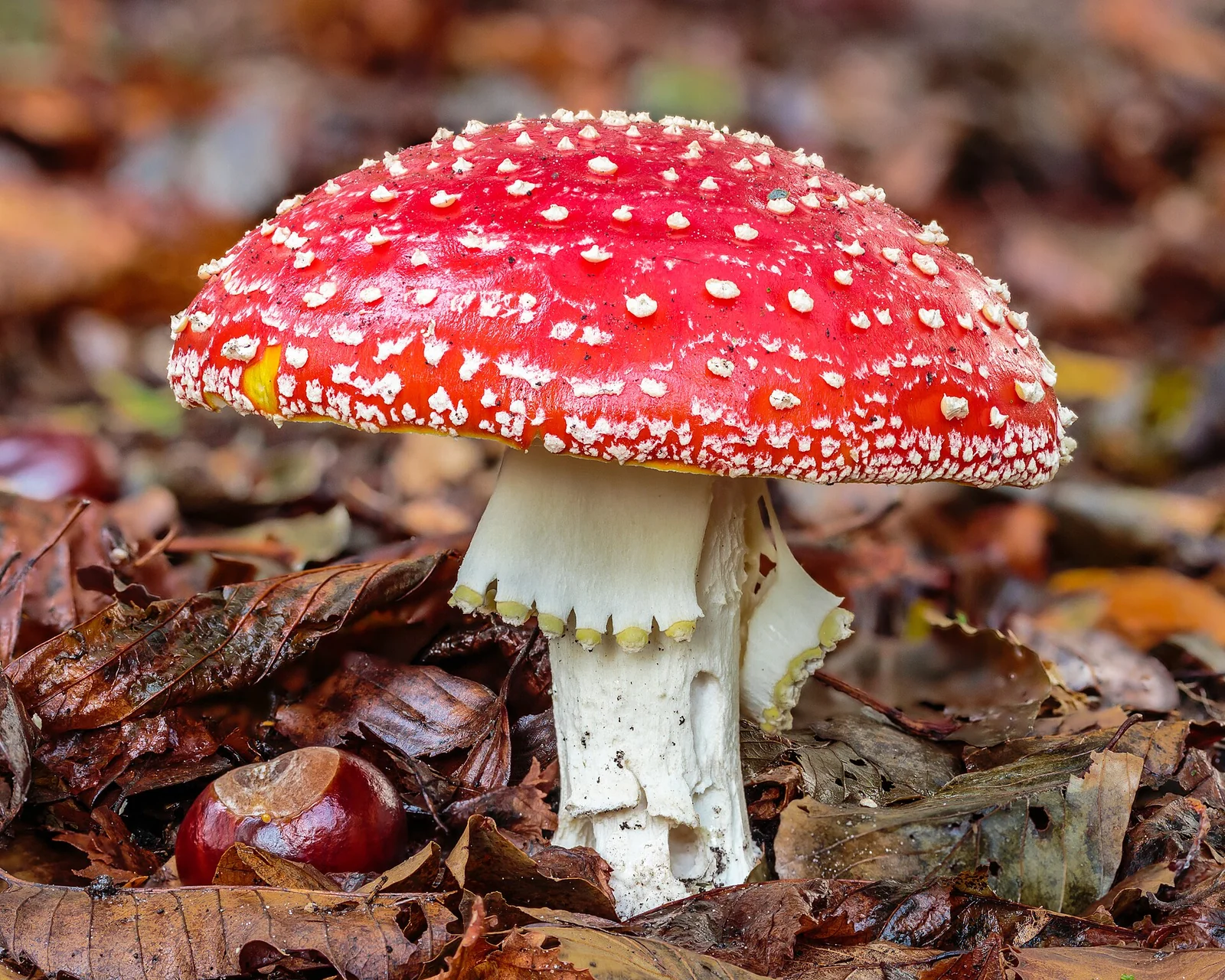 Close-up van een rode paddenstoel met witte stippen op een bodem van gevallen bruine bladeren, naast een glanzende kastanje.