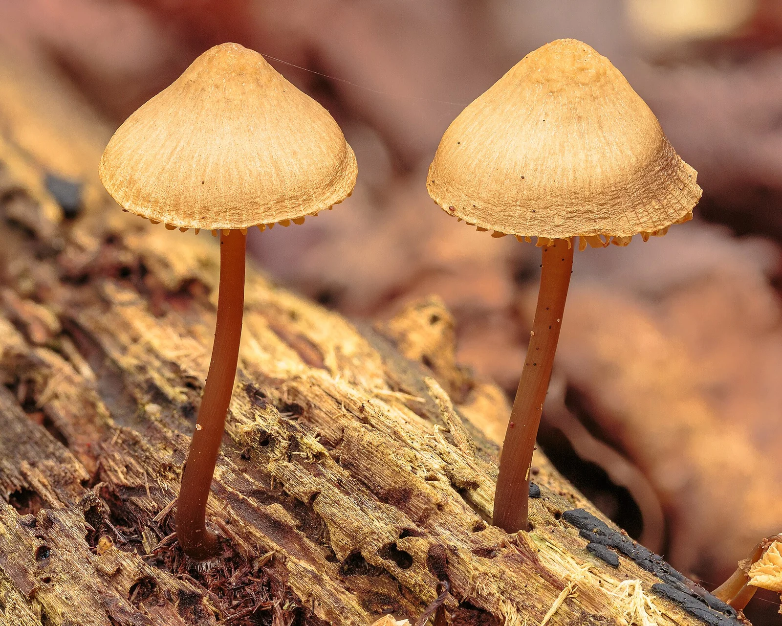 Twee lichtbruine paddenstoelen met dunne rode steel groeien op een verweerde boomstam.