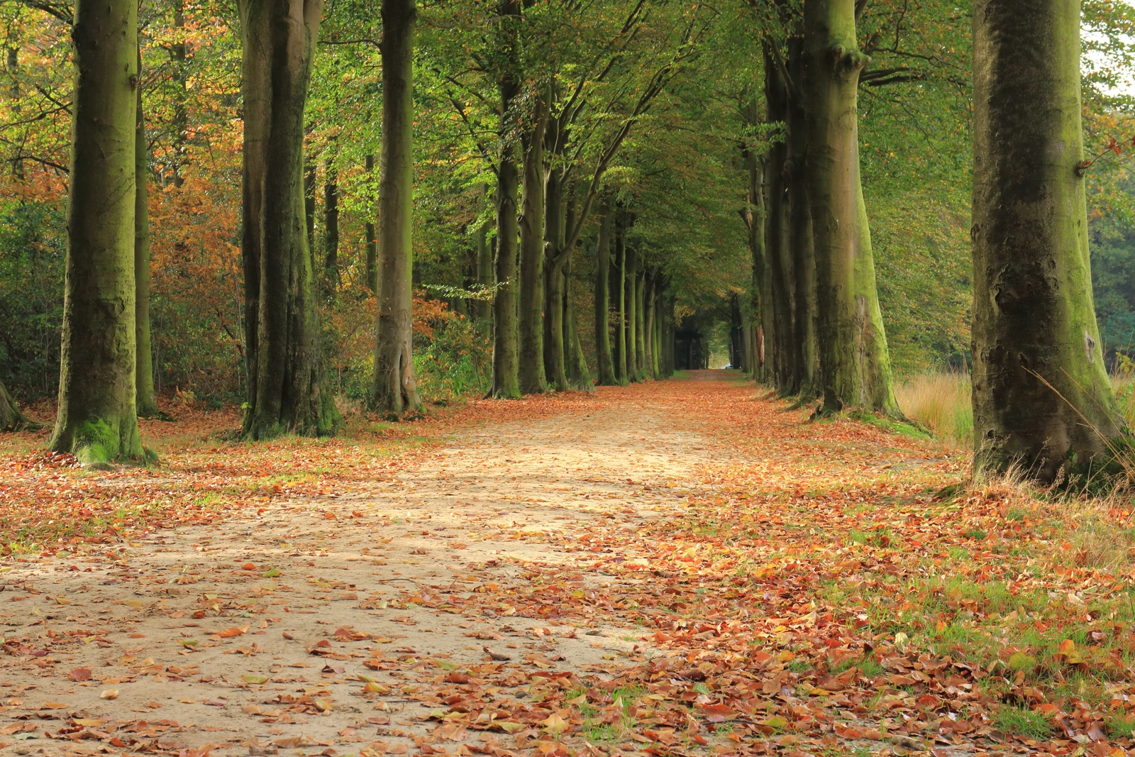 Une large allée forestière bordée de grands arbres et de feuilles au sol.