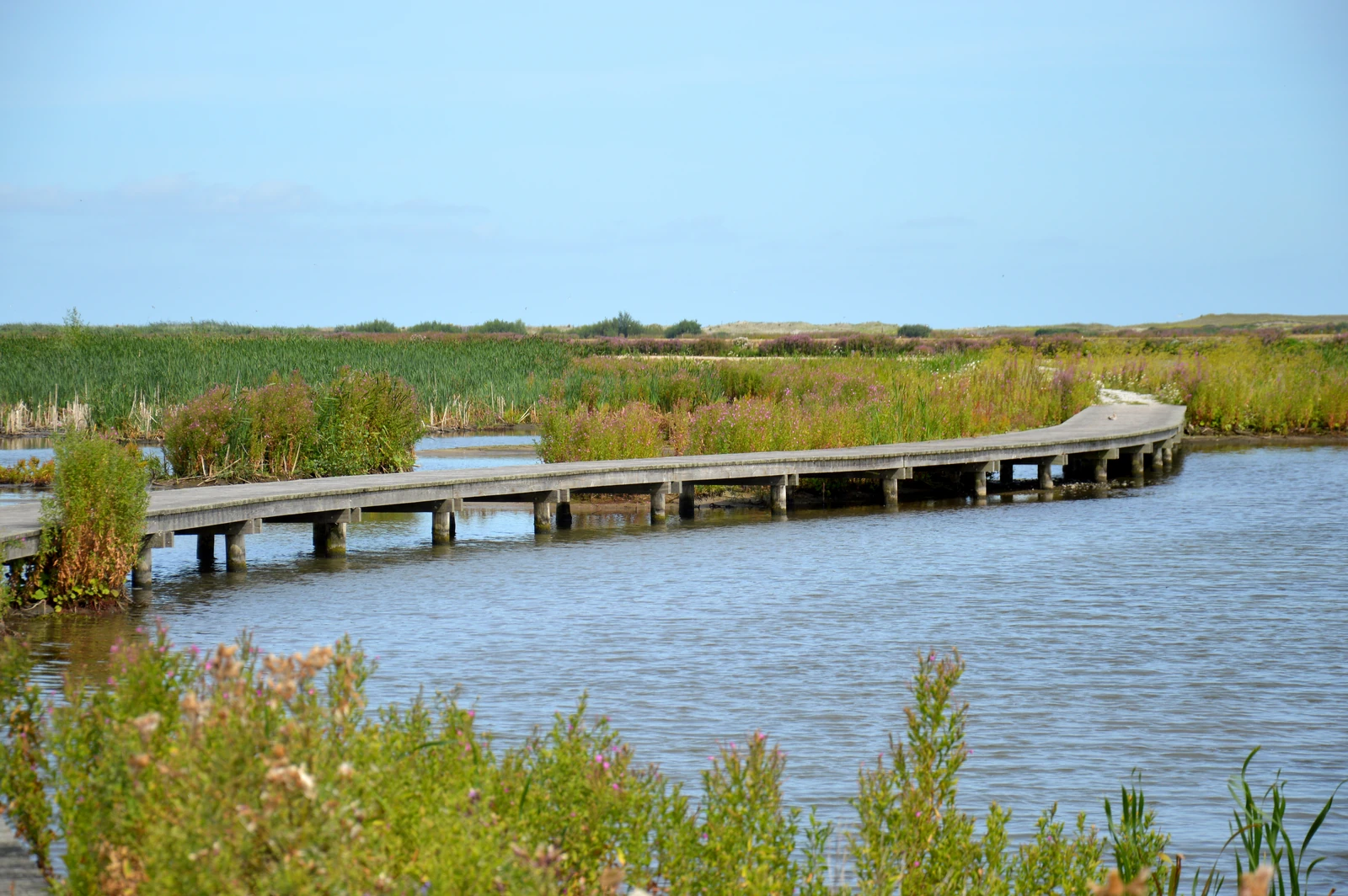 A wooden boardwalk on posts winds across open water between reeds and flowering plants, with low dunes in the distance.